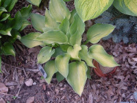 Hosta 